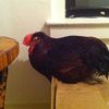 What To Do When Your Roommate "Rescues" A Rooster
